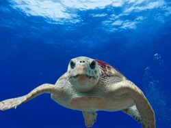 anna maria island sea turtle nesting season