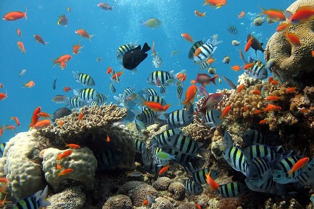 aquarium filled with fish