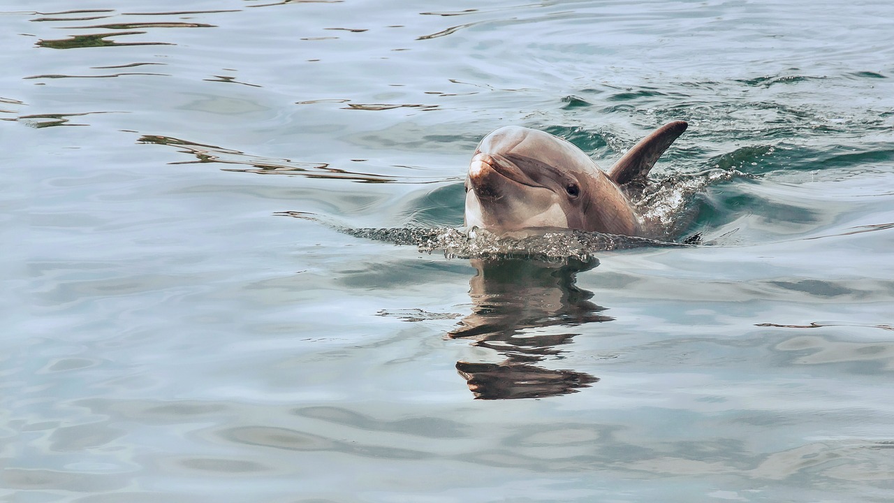 dolphin peaking out of water
